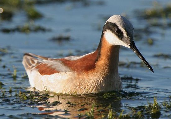 Wilson's Phalarope � Trevor Hardaker