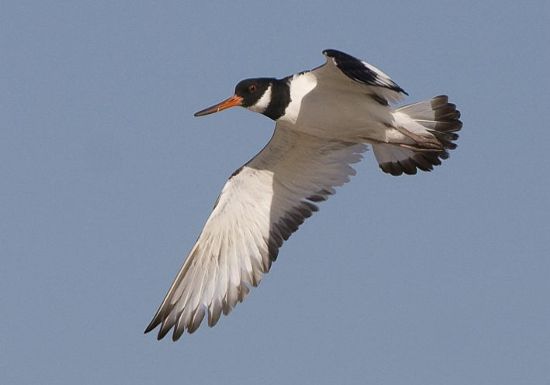 European Oystercatcher © Trevor Hardaker