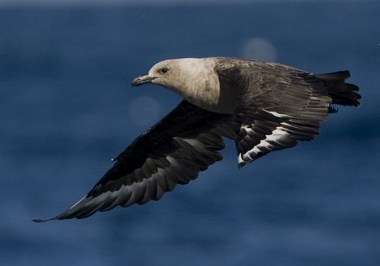 South Polar Skua � Trevor Hardaker