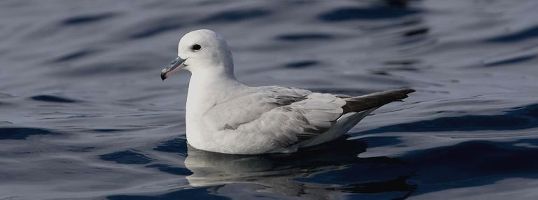 Southern Fulmar � Trevor Hardaker