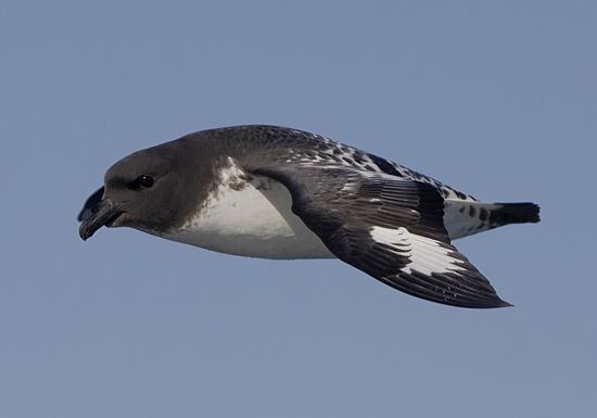 Pintado Petrel � Trevor Hardaker