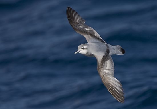 Antarctic Prion � Trevor Hardaker