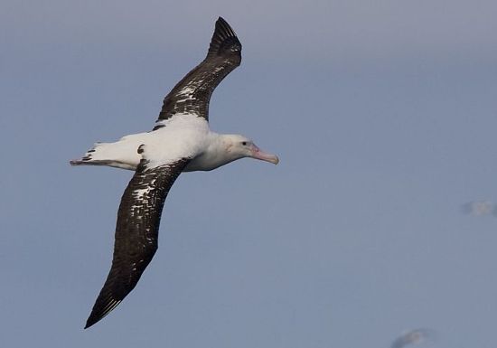 Wandering Albatross � Trevor Hardaker