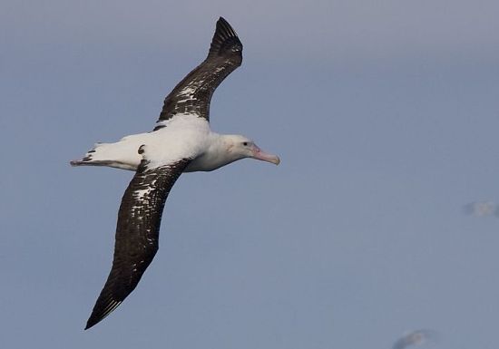 Wandering Albatross © Trevor Hardaker