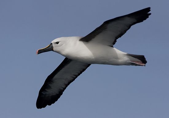 Indian Yellow-nosed Albatross � Trevor Hardaker