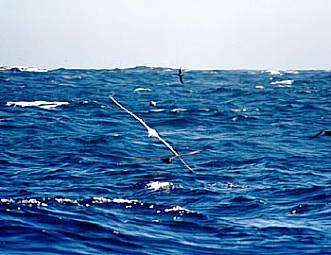 Winter seas, with Northern Royal Albatross. Copyright: John Graham