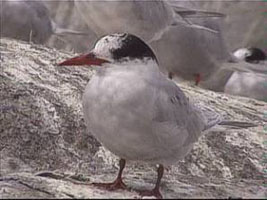 Antarctic Tern. Copyright: Ian Sinclair