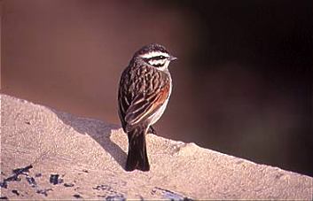 Cape Bunting. Copyright: Trevor Hardaker