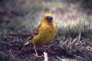 Adult male Cape Weaver: Copyright: Trevor Hardaker