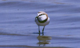 Chestnut banded Plover. Copyright: John Graham
