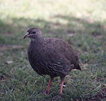 Cape Francolin. Copyright: Trevor Hardaker