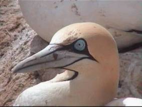 Cape Gannet. Copyright: Ian Sinclair