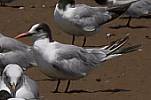 Common Tern