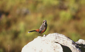 Cape Rockjumper. Copyright: John Graham