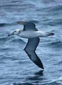 Shy Albatross &copy;Brendan Ryan