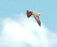 Lanner Falcon &copy; Shirley Krajewski