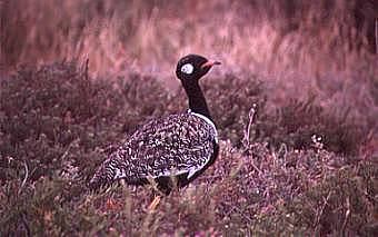 Southern Black Korhaan. Copyright: Trevor Hardaker