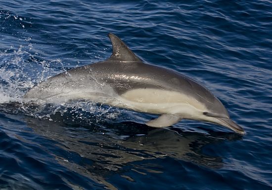 Long-beaked Common Dolphin � Trevor Hardaker
