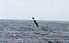 Shy Albatross