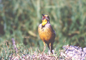Orange throated Lonclaw. Copyright: John Graham