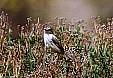 Drakensberg Prinia