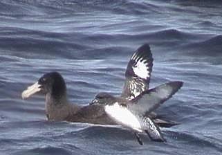 Southern Giant Petrel & Pintado Petrel. Copyright: Ian Sinclair