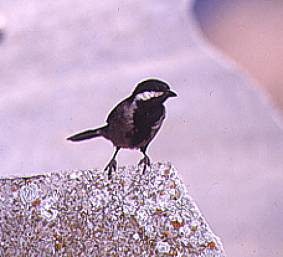 Southern Grey Tit. Copyright: Trevor Hardaker