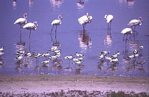 Strandfontein Sewage Works. Copyright: Trevor Hardaker
