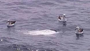 Sunfish with Albatrosses