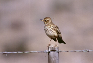 Thick billed lark. Copyright: John Graham