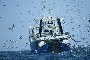 Trawler melee Copyright: Brendan Ryan