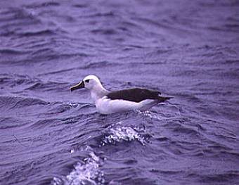 Indian Yellow-nosed Albatross. Copyright: Trevor Hardaker