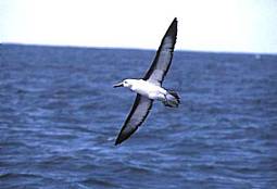 Indian Yellow-nosed Albatross &copy; Martyn Sidwell